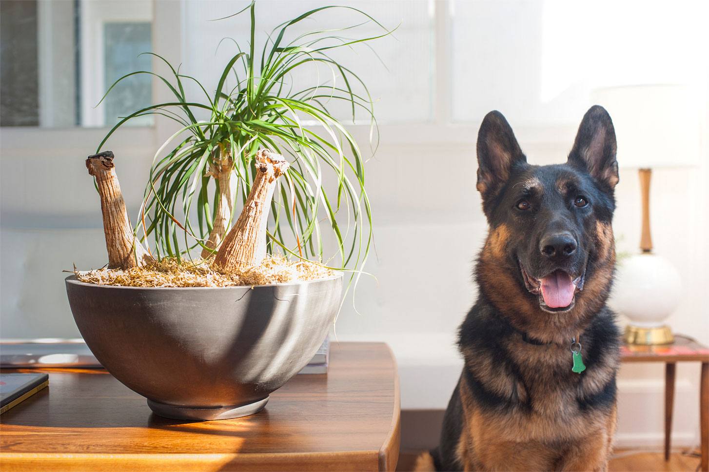 Smiling dog sat next to a plant